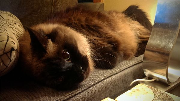 image of Matilda the Long-Haired Sealpoint Cat lying on the arm of the loveseat, staring into the distance