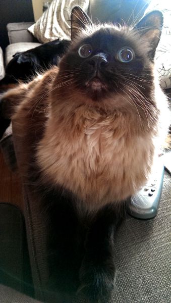 image of Matilda the Fuzzy Sealpoint Cat, looking upwards with the sun lighting all her whiskers from behind
