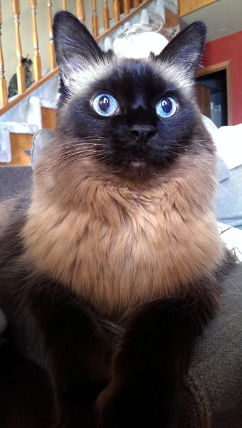 image of Matilda the Blue-Eyed Fuzzy Sealpoint Cat looking up at something