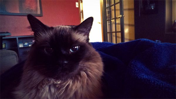 image of Matilda the Fuzzy Cat sitting on the couch wrapped up in a blue blanket, staring at me