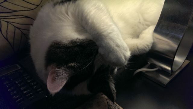 image of Olivia the White Farm Cat sound asleep next to a lamp with her paw on her forehead