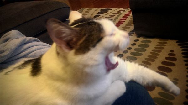 image of Olivia the White Farm Cat sitting on my lap, yawning