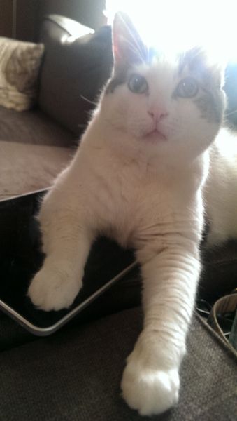 image of Olivia the White Farm Cat sitting with her paw on my tablet
