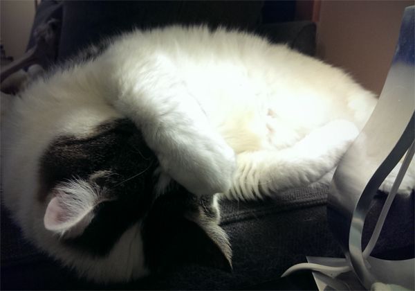 Olivia the White Farm Cat curled up asleep on the arm of the loveseat with her paw on her head