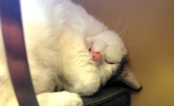 image of Olivia the White Farm Cat sleeping with her mouth open just a wee bit
