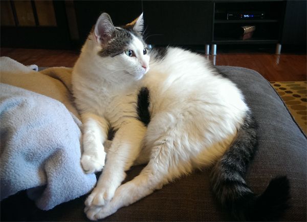image of Olivia the White Farm Cat sitting on the end of the chaise, looking extremely soft and cuddly
