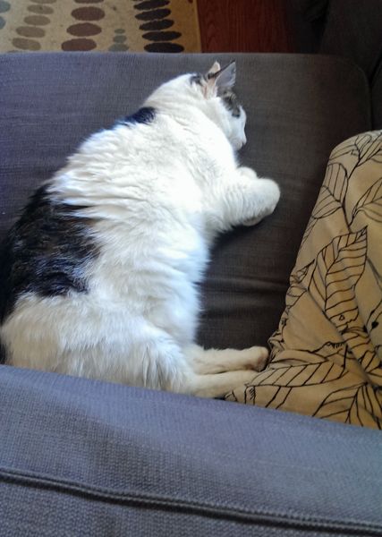 image of Olivia the White Farm Cat asleep on the couch