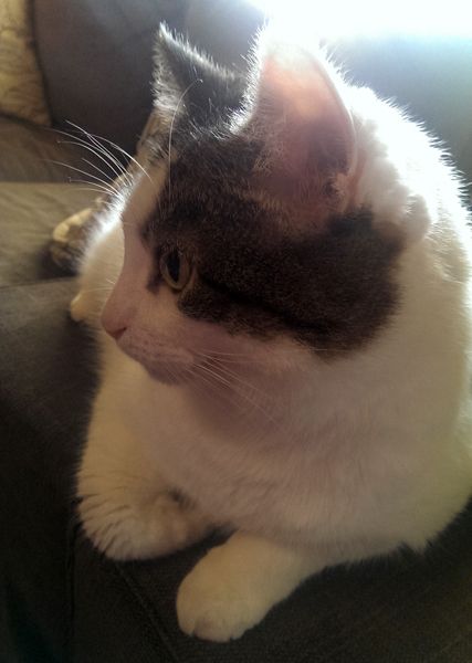 image of Olivia the White Farm Cat sitting on the arm of the sofa in the sunshine