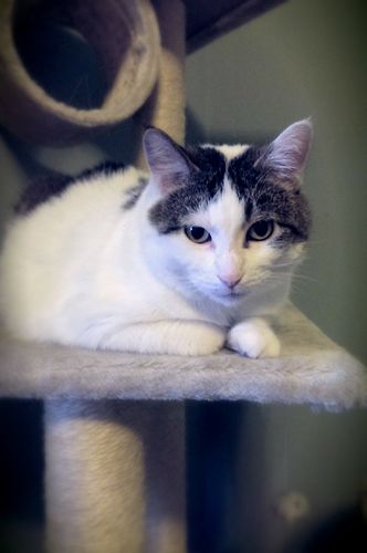 image of Olivia the White Farm Cat sitting on a cat condo