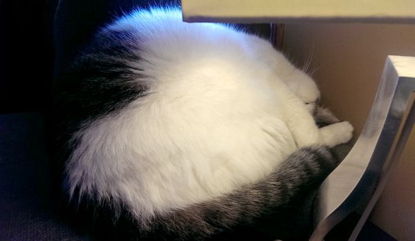 image of Olivia the White Farm Cat curled up asleep in a big fluffy ball