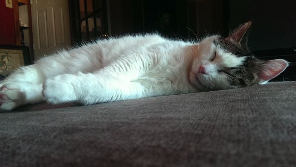 image of Olivia the White Farm Cat sleeping on the chaise