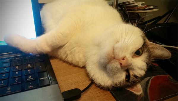 image of Olivia the White Farmcat lying next to my laptop, with her paws on it, looking at me upside-down with an adorably pleading expression