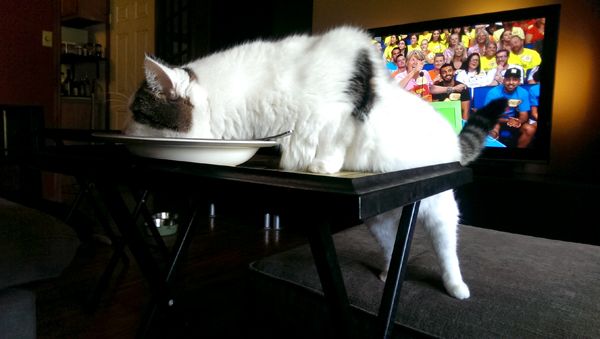 image of Olivia the White Farm cat standing on the ottoman stretching her body over to a folding table so she can lick out a bowl sitting on top of it