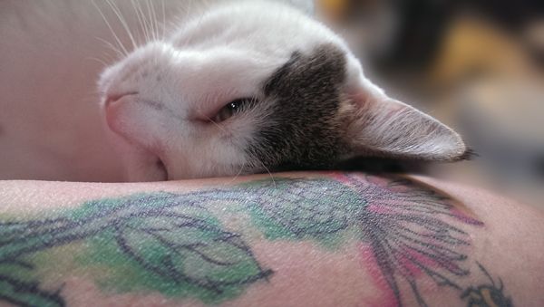 image of Olivia the White Farm Cat with her head turned upside-down, cuddling against my arm, which shows part of my tattoo of a Scottish thistle
