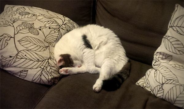image of Olivia the White Farm Cat asleep, curled into a ball on the sofa
