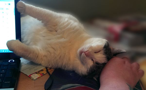image of Olivia the White Farm Cat, lying on her side on my desk, with her paws pressed against the side of my laptop screen and her head pressed against my hand, which is sitting atop the mouse
