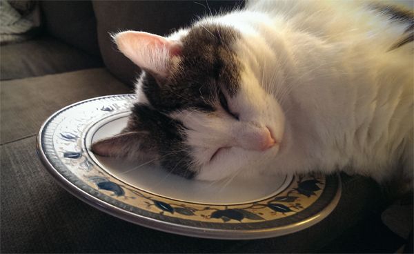image of Olivia the White Farm Cat asleep with her head on a plate