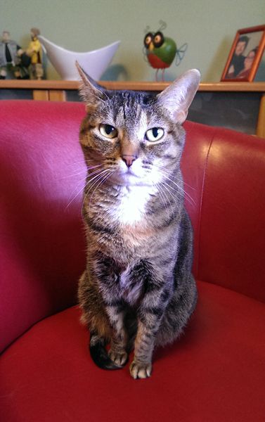 image of Sophie the Torbie Cat sitting on a red chair, looking at me