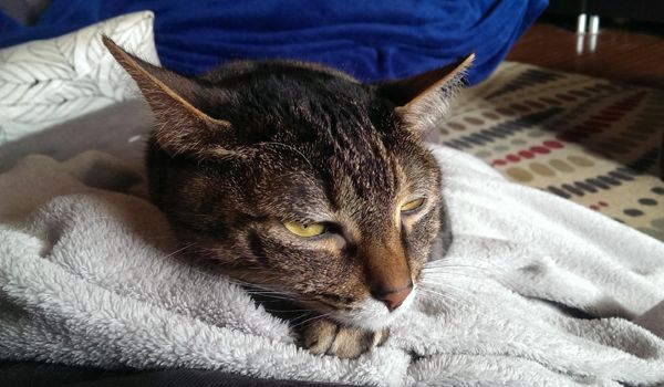 image of Sophie the Torbie Cat lying on a blanket on my lap