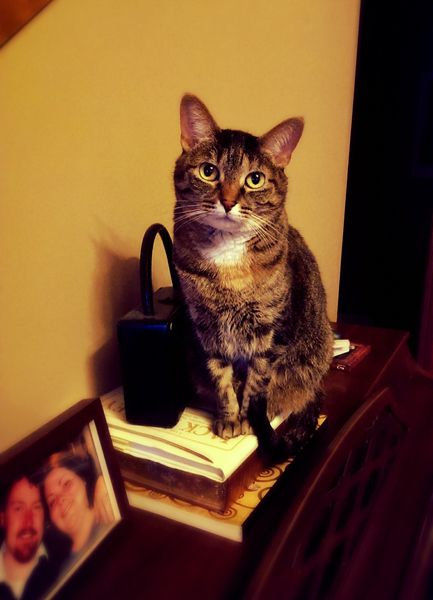 image of Sophie the Torbie Cat sitting on top of a stack of books sitting on top of the piano