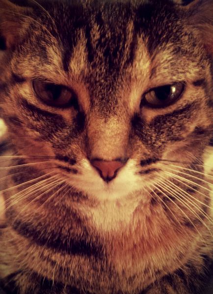 close-up image of the face of Sophie the Torbie Cat