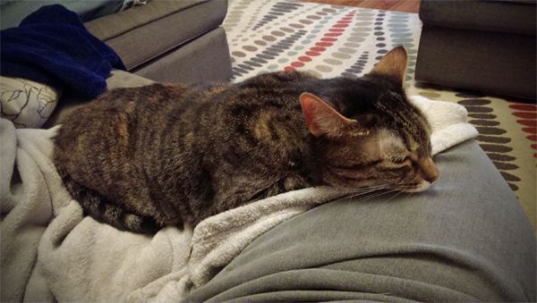 image of Sophie the Torbie Cat stretched across my leg