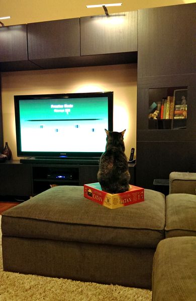 image of Sophie the Torbie Cat sitting on a board game box looking at the television