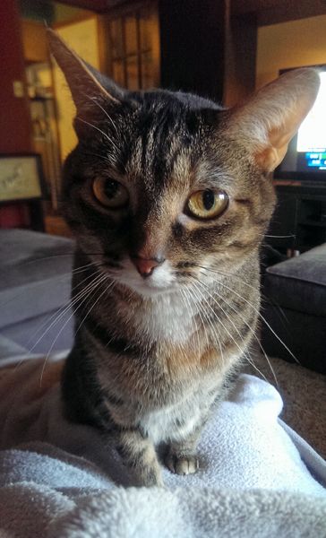 image of Sophie the Torbie Cat sitting on my lap on top of a blanket, looking at me intently with concern