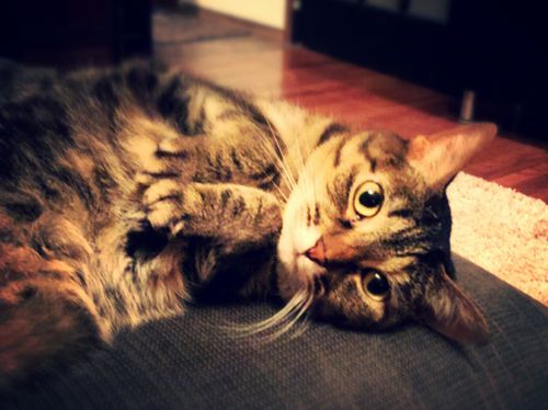 image of Sophie the Torbie Cat lying on her side with her paws drawn up to her chest, looking very adorable