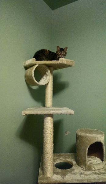 image of Sophie the Torbie Cat sitting on top of a tall cat condo in my office