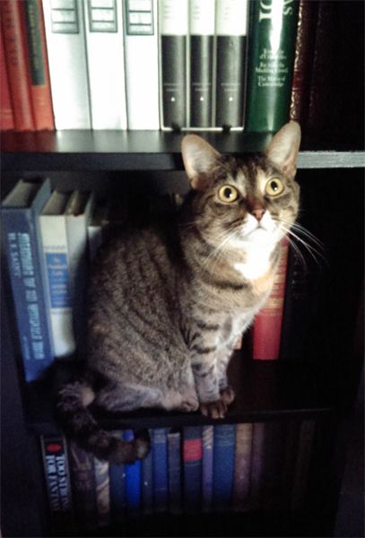 image of Sophie the Torbie Cat, sitting on a narrow bookshelf