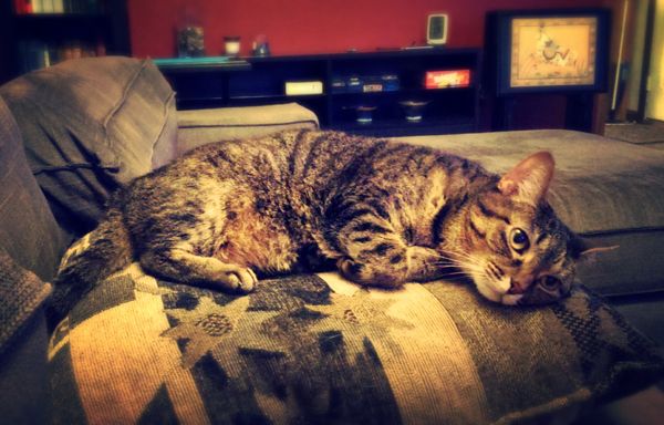 image of Sophie the Torbie cat lying on a pillow on the couch