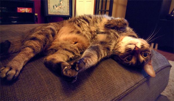image of Sophie the Torbie Cat curled up on her side, with her belly exposed, reaching out one paw