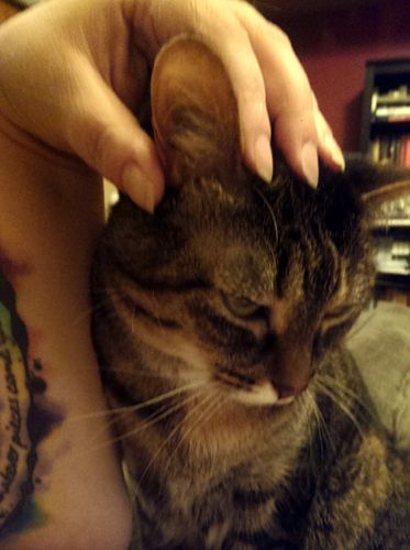 image of Sophie with her head tucked under my hand so I can scratch the top of her head