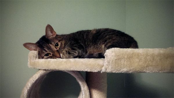 image of Sophie the Torbie Cat snuggled up on the top of a cat tower
