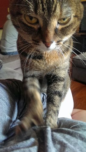 image of Sophie the Torbie Cat standing on me and kneading my boob