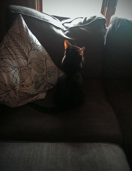 image of Sophie the Torbie cat sitting with her back to me on the loveseat, looking out the window