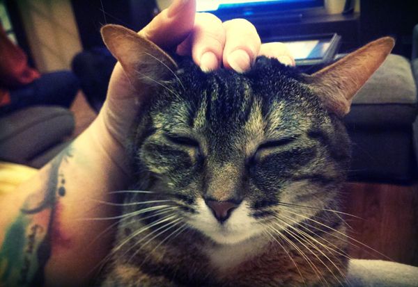 image of Sophie the Torbie Cat looking content with her eyes closed while I pet her head