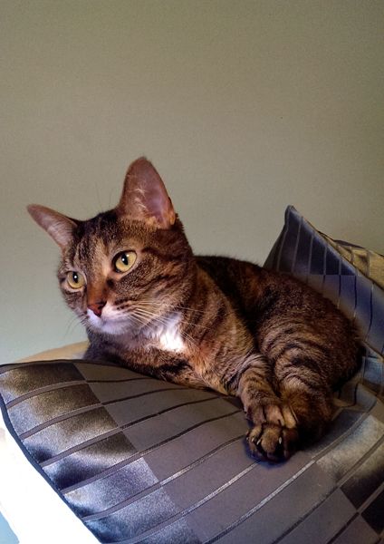 image of Sophie the Torbie cat sitting on a grey striped pillow looking into the distance