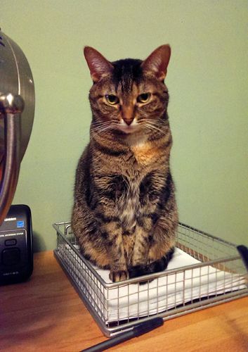 image of Sophie the Torbie Cat sitting in a metal container on my desk