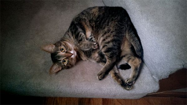 image of Sophie the Torbie Cat turned half-upside down in a hilariously contorted position on the stairs