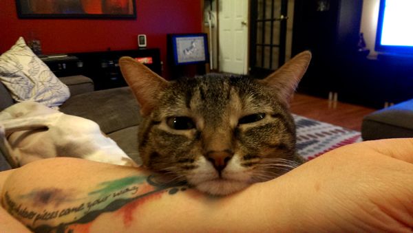 image of Sophie the Torbie Cat sitting on me, resting her chin on my forearm, staring at me