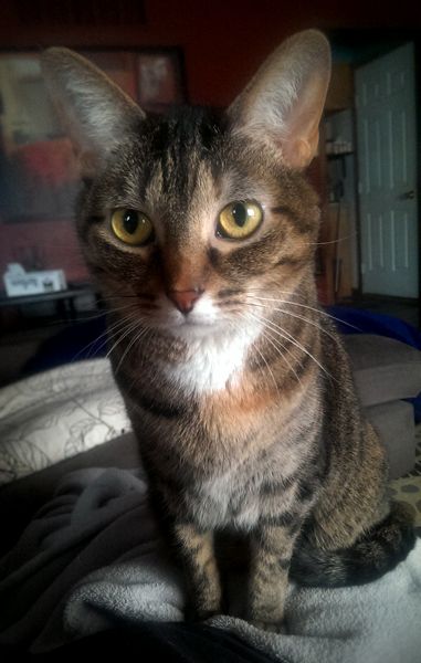 image of Sophie the Torbie Cat sitting on my lap staring at me
