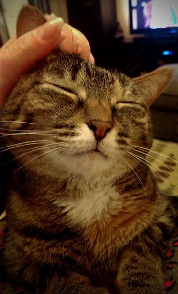 image of Sophie the Torbie Cat smiling contentedly while I scratch her head