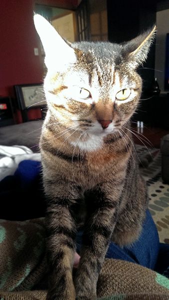 image of Sophie the Torbie Cat standing on me, kneading my belly, with her ears lit up by the sunshine