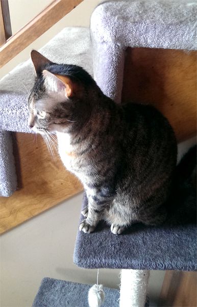 image of Sophie the Torbie Cat sitting on a cat tower, looking out the window thoughtfully