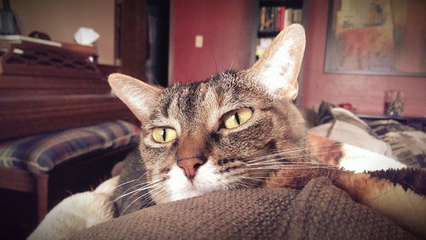 image of Sophie the Torbie Cat, chilling on the back of the couch