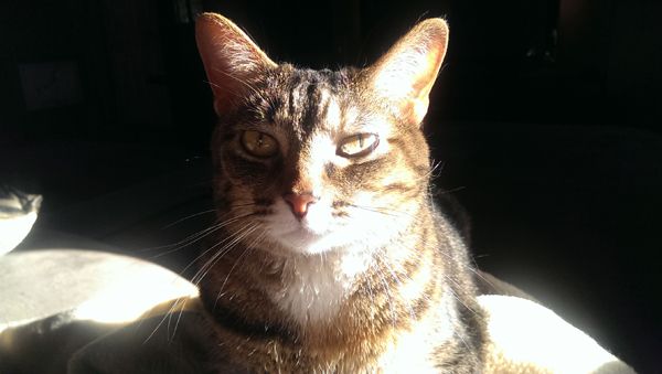 image of Sophie the Torbie Cat sitting in a stream of sunshine