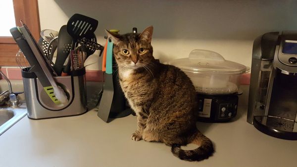 image of Sophie the Torbie Cat sitting on the kitchen counter, looking at me