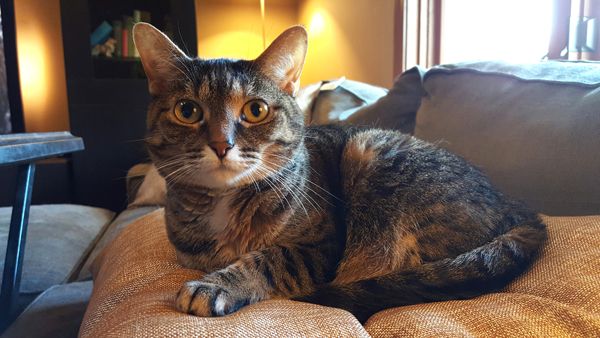 image of Sophie the Torbie Cat curled up on a pillow, looking at the camera